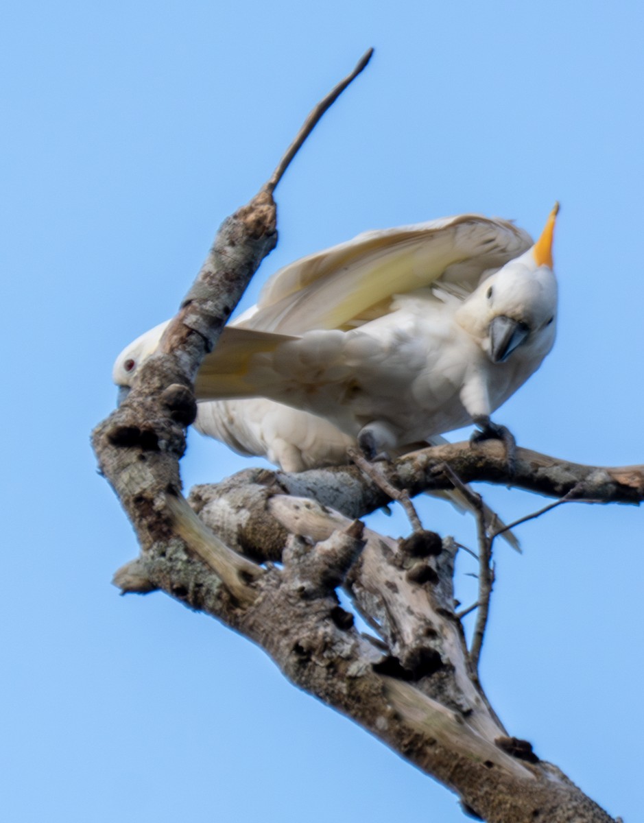 Cacatúa de Sumba - ML641741544
