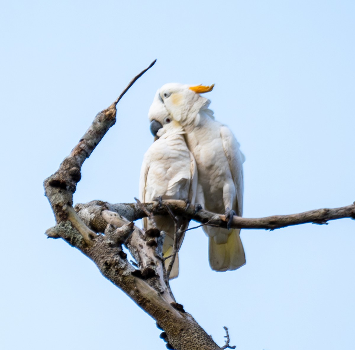 Cacatúa de Sumba - ML641741545