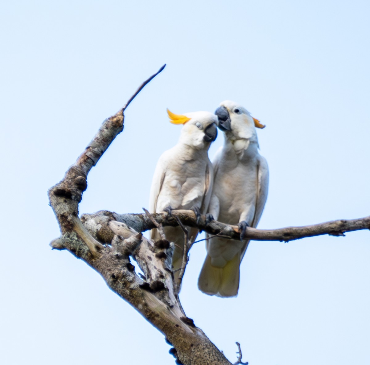 Cacatúa de Sumba - ML641741546