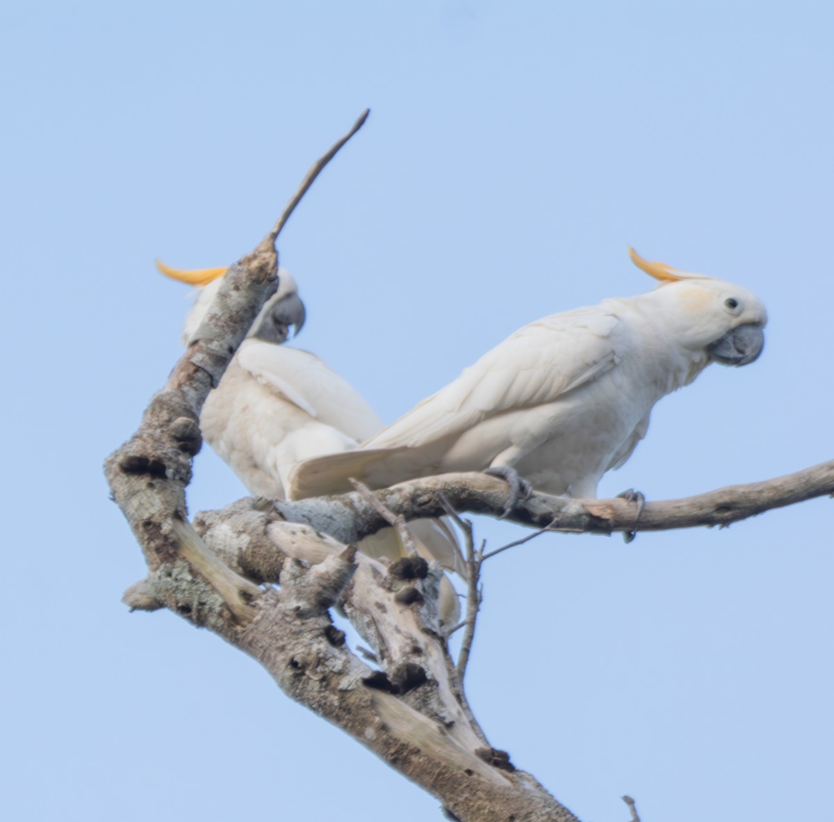 Cacatúa de Sumba - ML641741547