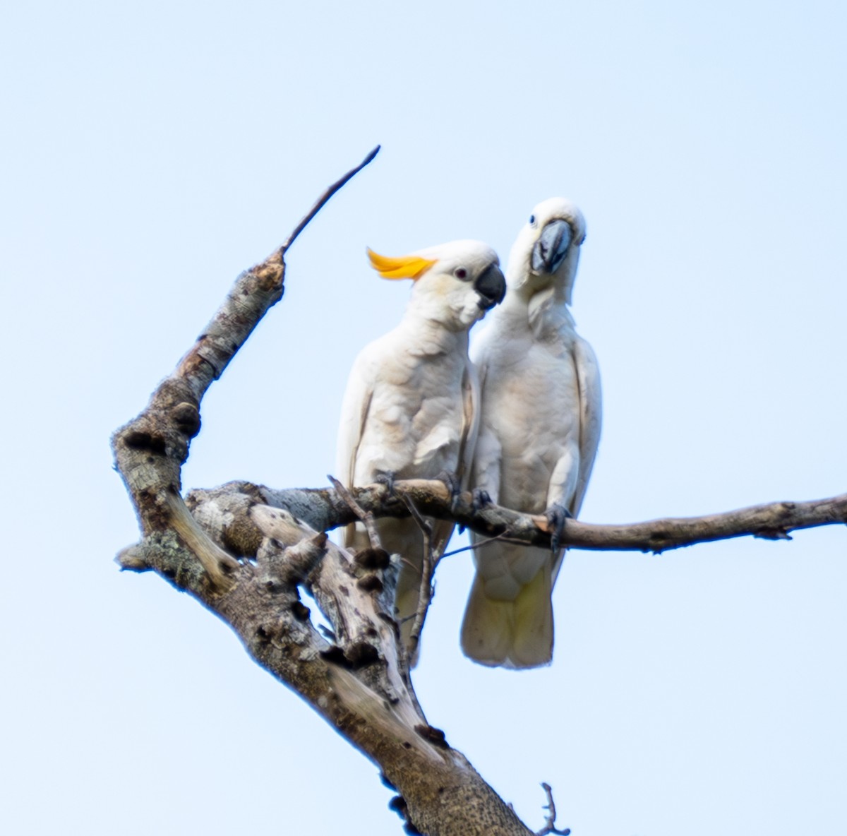 Cacatúa de Sumba - ML641741548