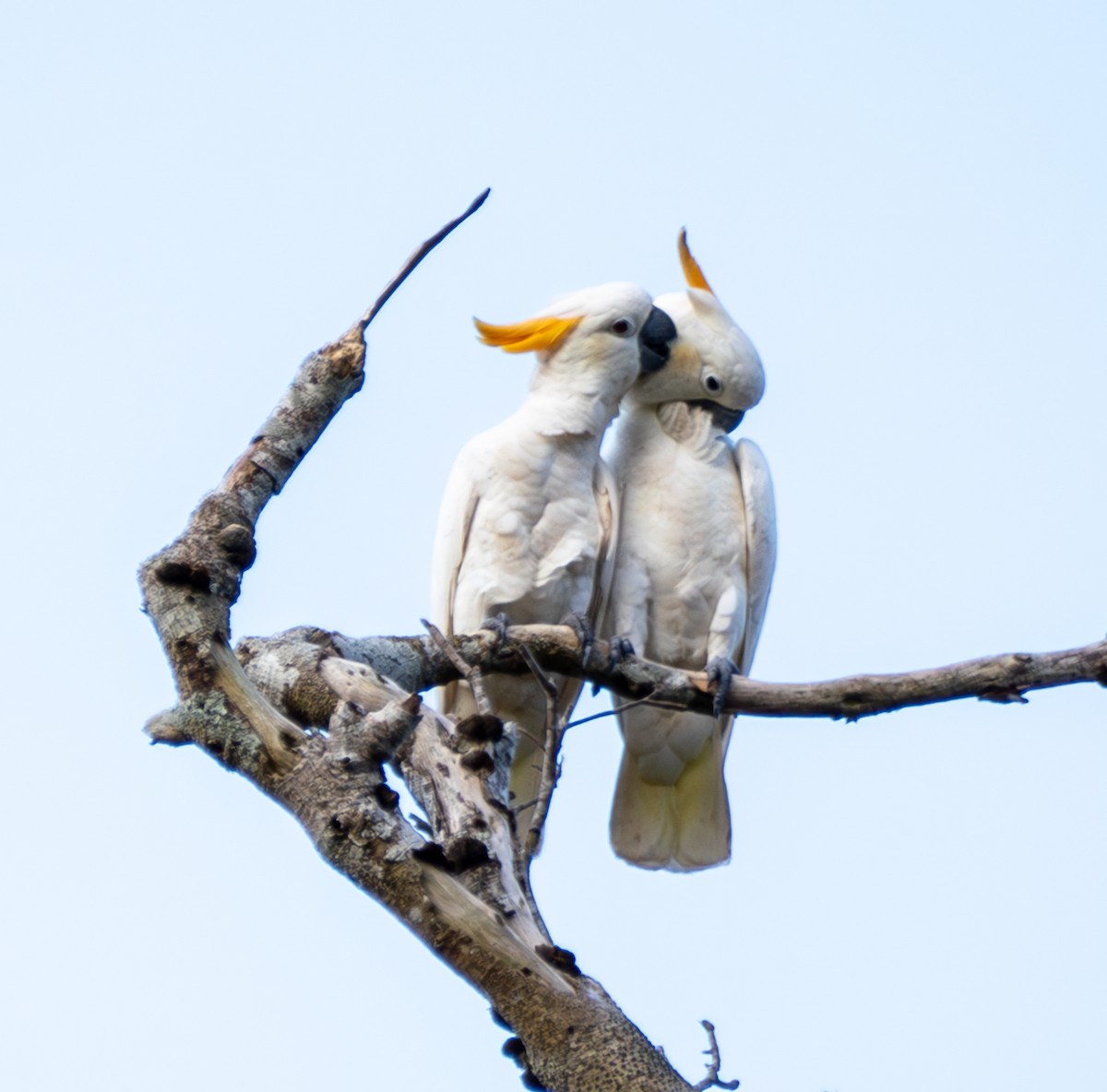 Cacatúa de Sumba - ML641741549