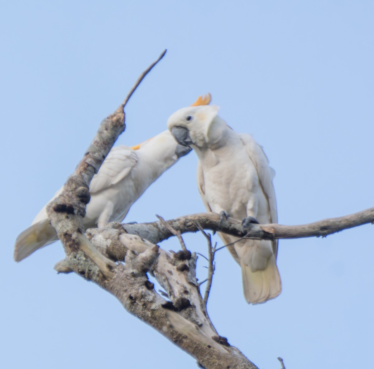 Cacatúa de Sumba - ML641741550