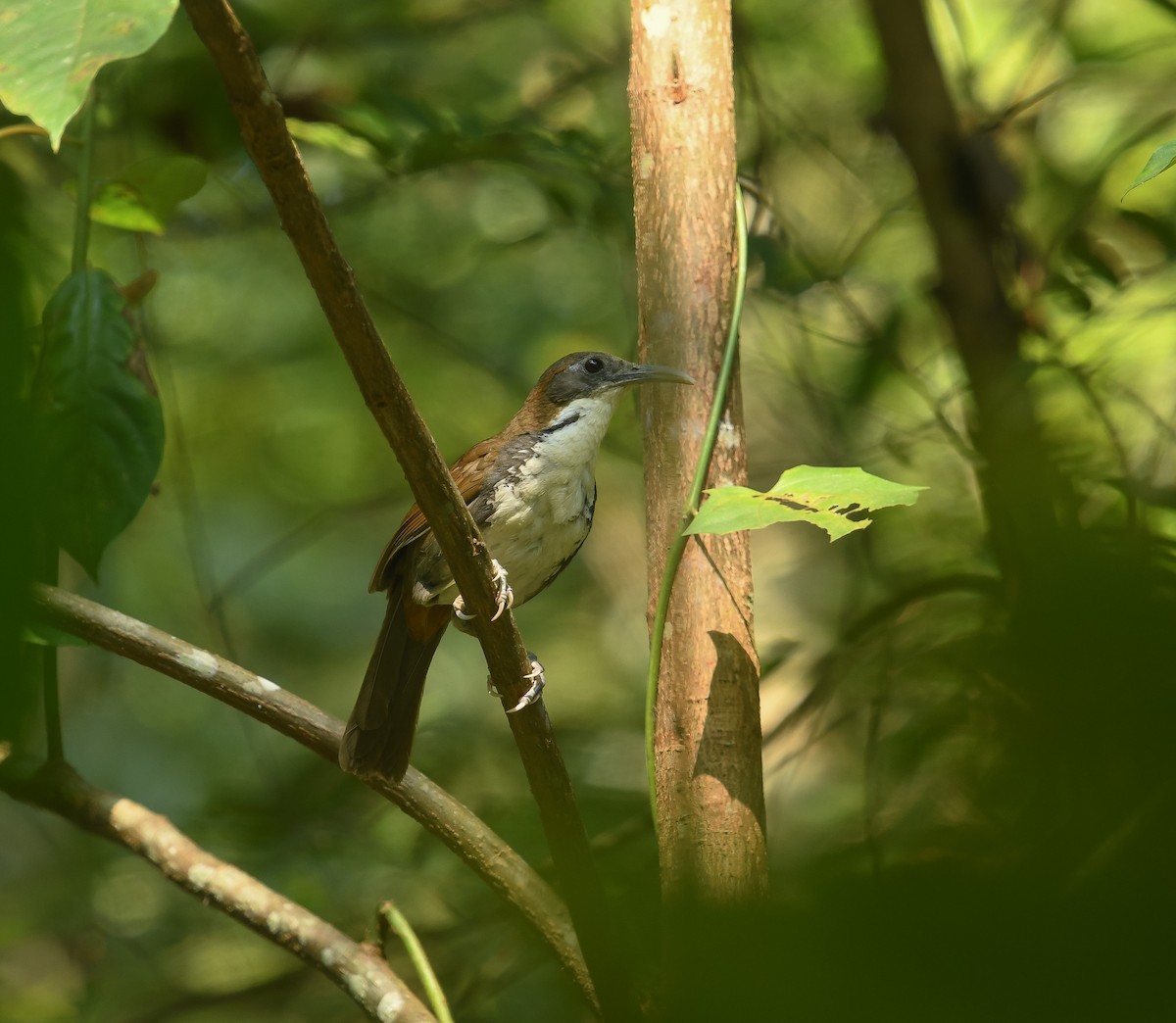 Large Scimitar-Babbler - ML641741551