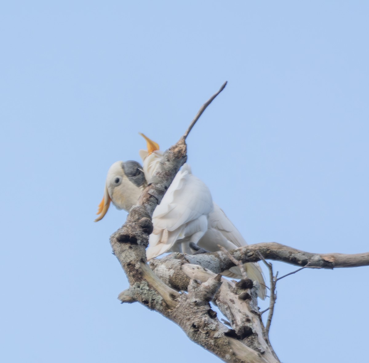 Cacatúa de Sumba - ML641741553