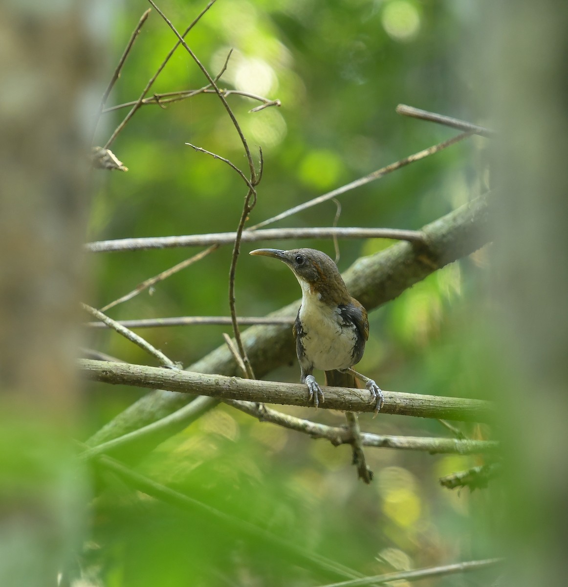 Large Scimitar-Babbler - ML641741554