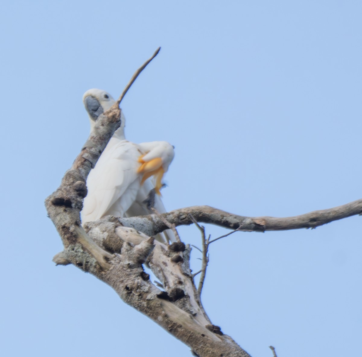 Cacatúa de Sumba - ML641741555