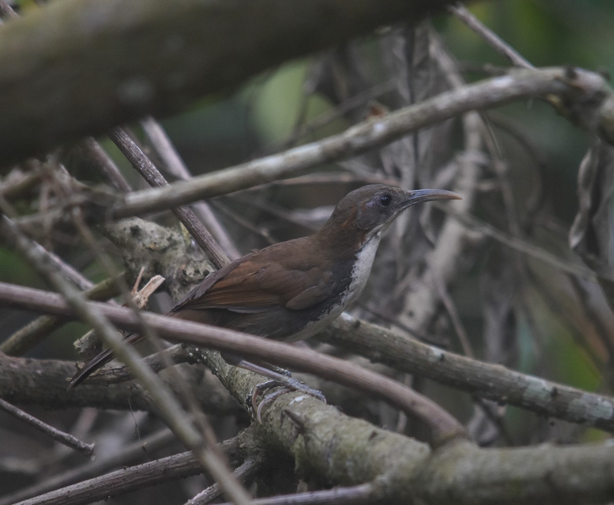 Large Scimitar-Babbler - ML641741556