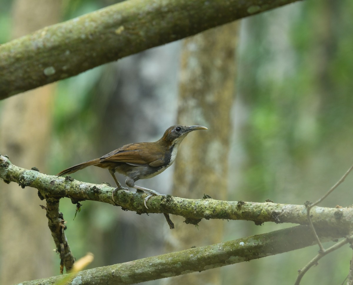 Large Scimitar-Babbler - ML641741559