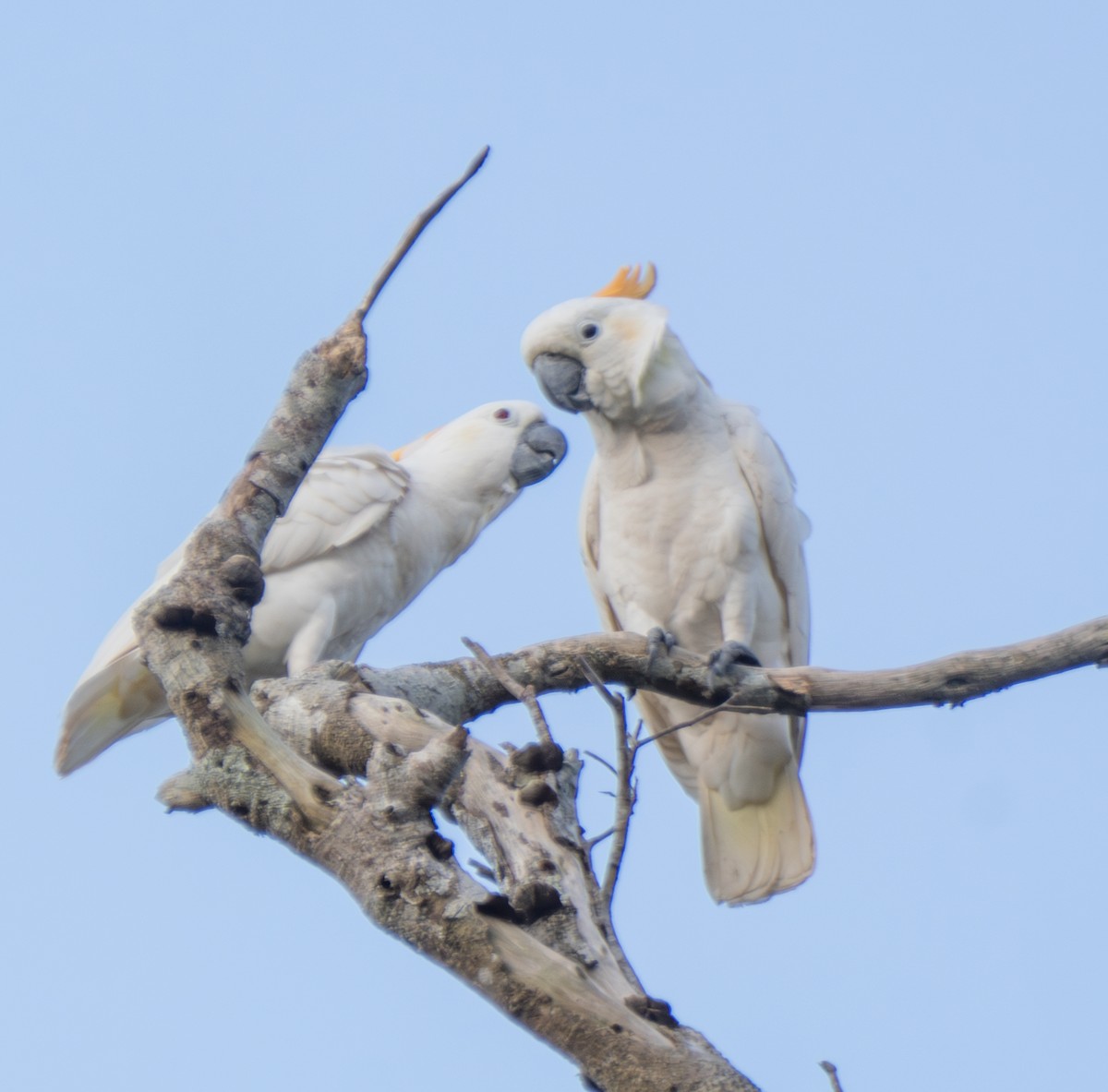 Cacatúa de Sumba - ML641741561
