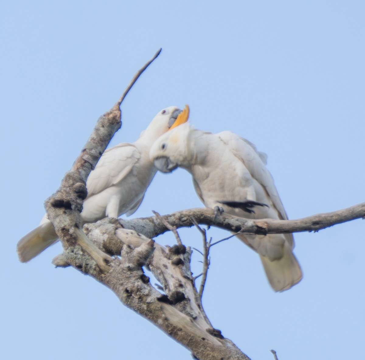 Cacatúa de Sumba - ML641741562