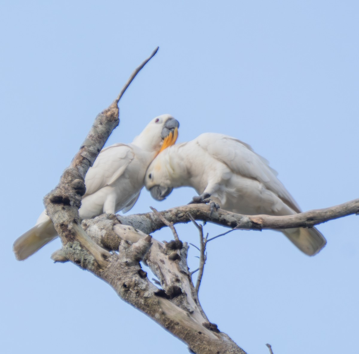 Cacatúa de Sumba - ML641741563