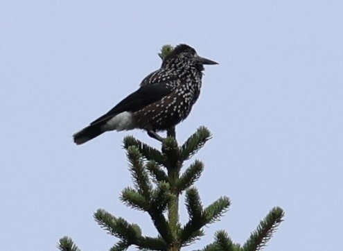 Northern Nutcracker - ML641741575