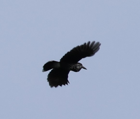 Northern Nutcracker - ML641741576