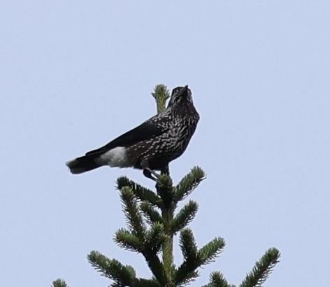 Northern Nutcracker - ML641741577