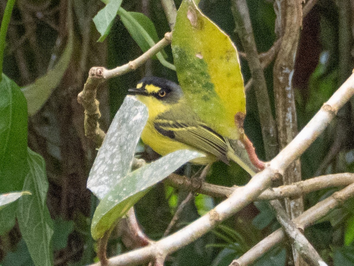 Titirijí Cabecigrís - ML641741603