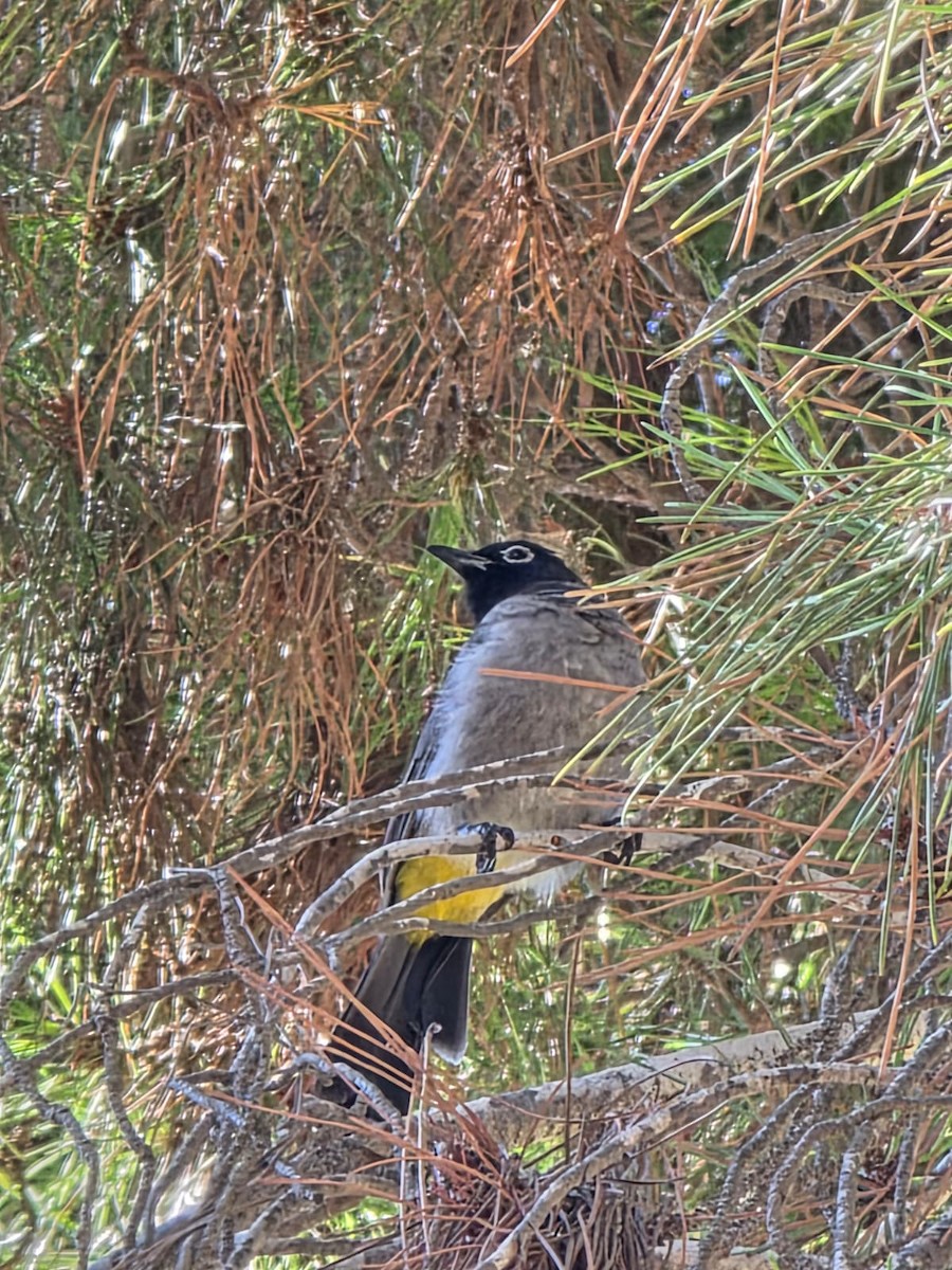 White-spectacled Bulbul - ML641741606