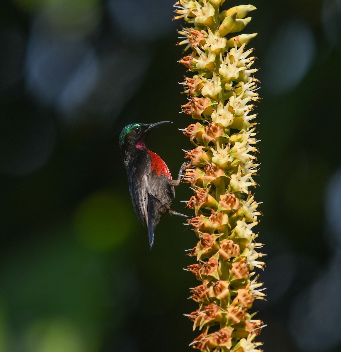 Van Hasselt's Sunbird - ML641741613