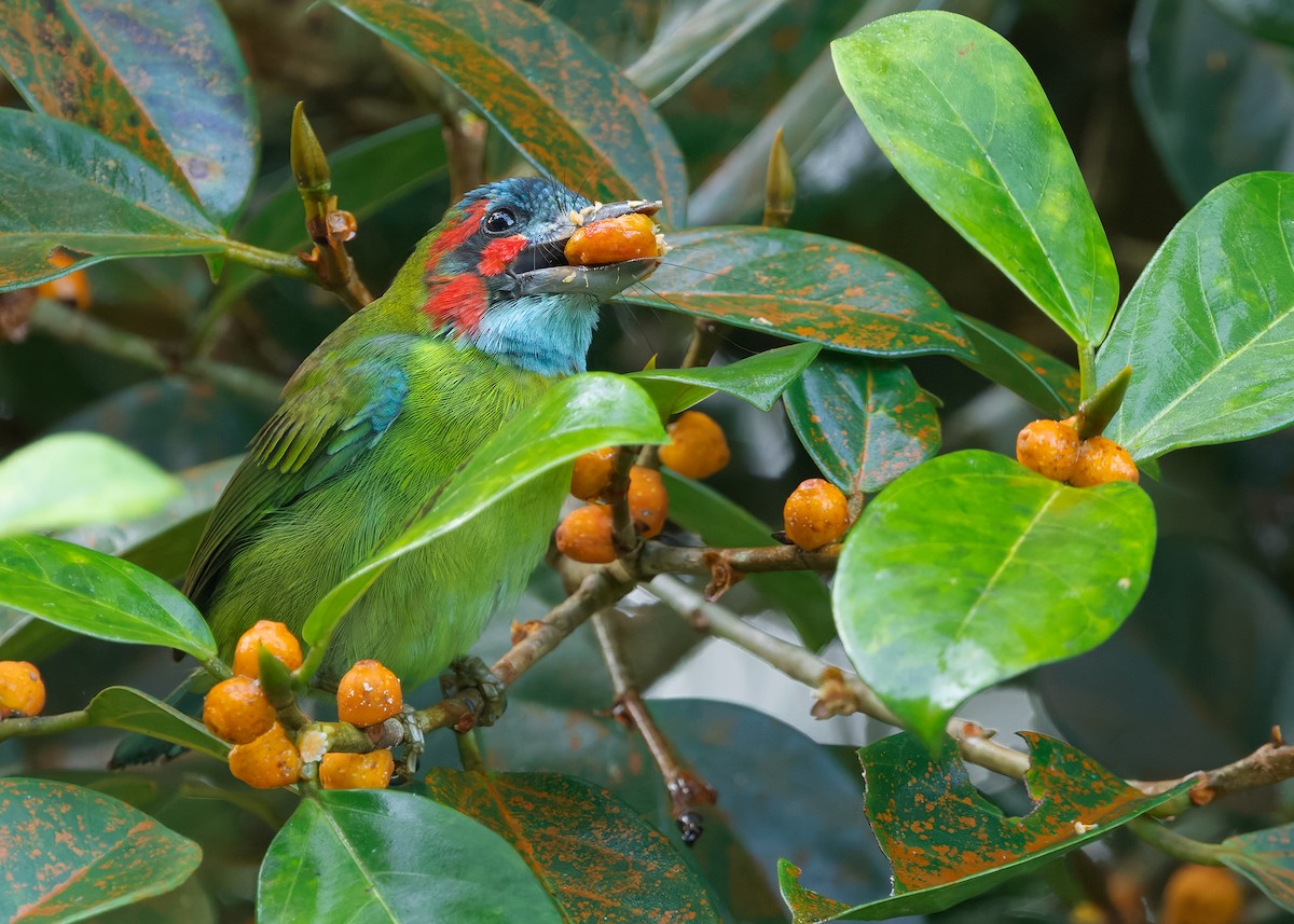 Black-eared Barbet - ML641741634