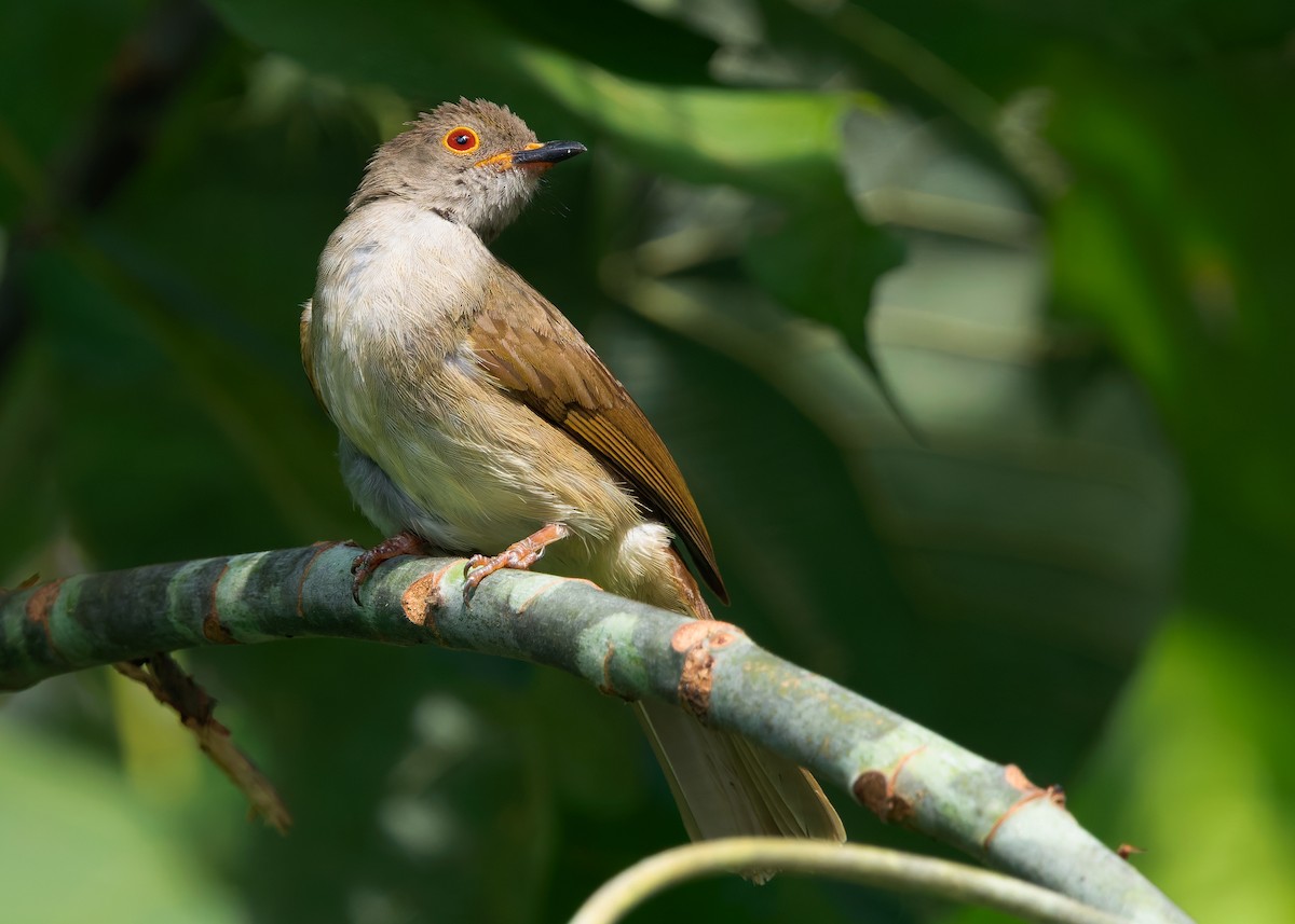 Spectacled Bulbul - ML641741651