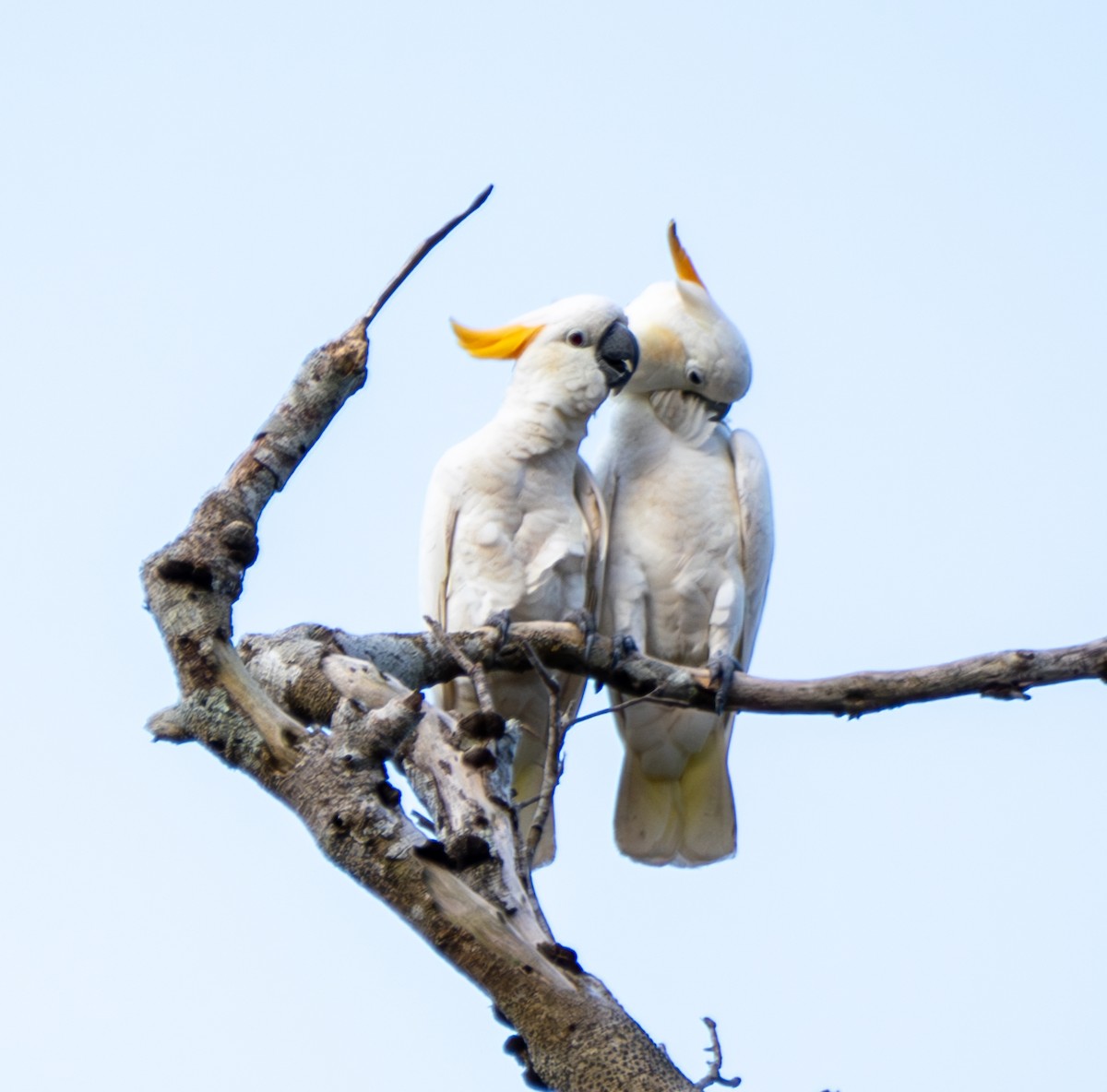 Cacatúa de Sumba - ML641741653