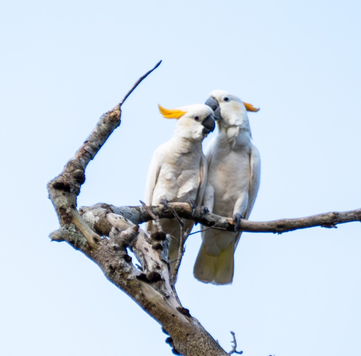 Cacatúa de Sumba - ML641741654
