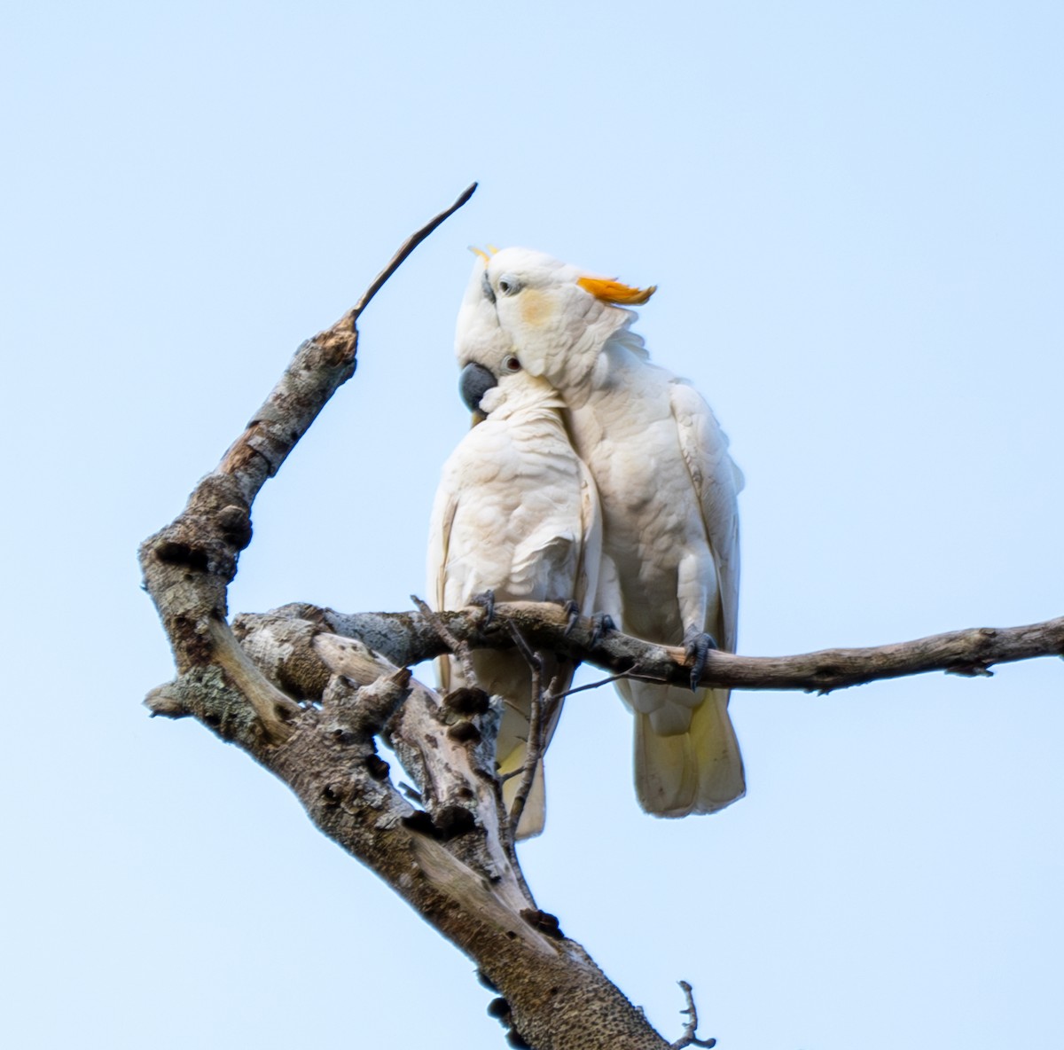 Cacatúa de Sumba - ML641741655