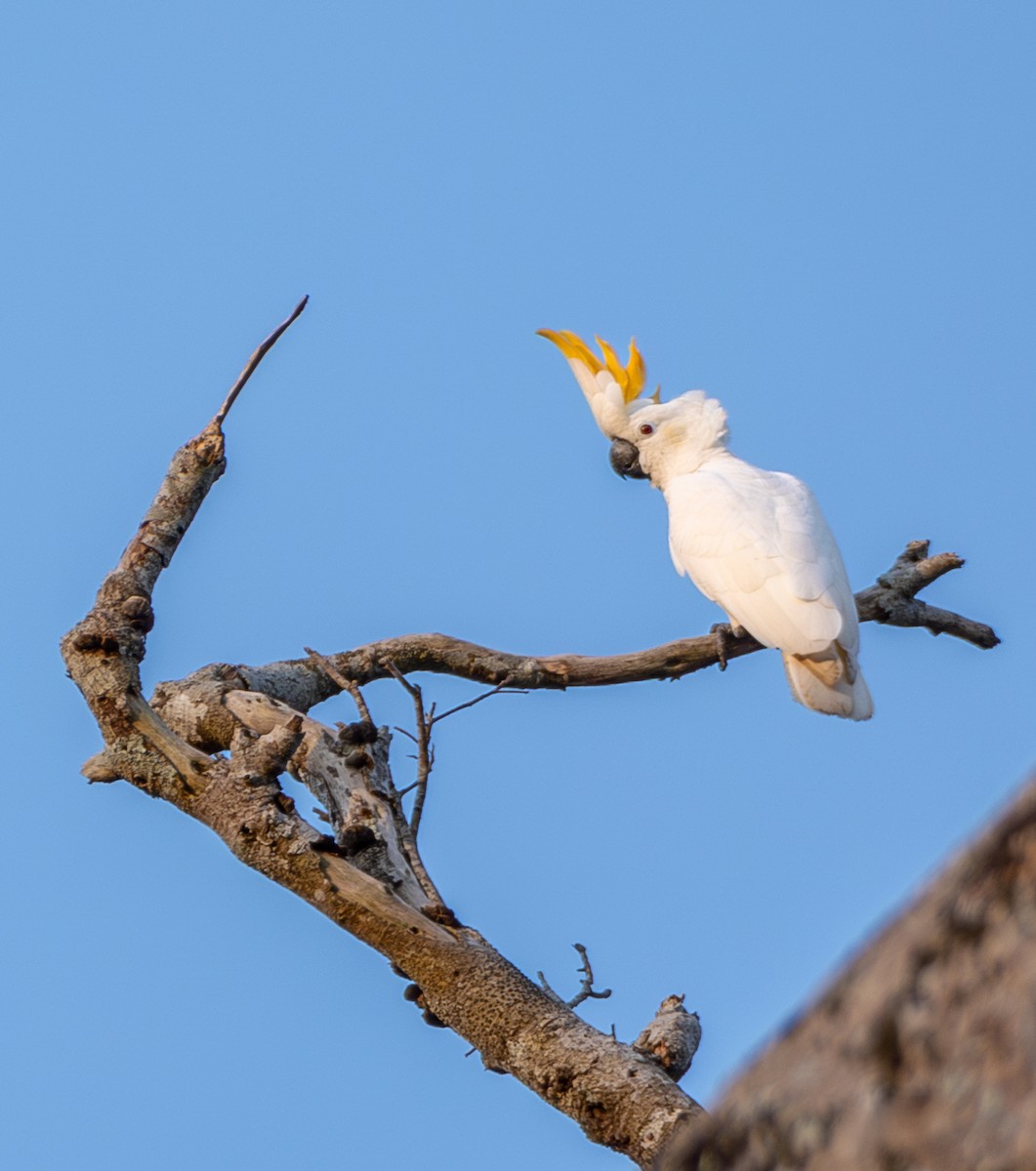 Cacatúa de Sumba - ML641741659