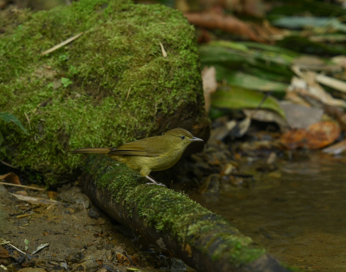 Cachar Bulbul - ML641741661