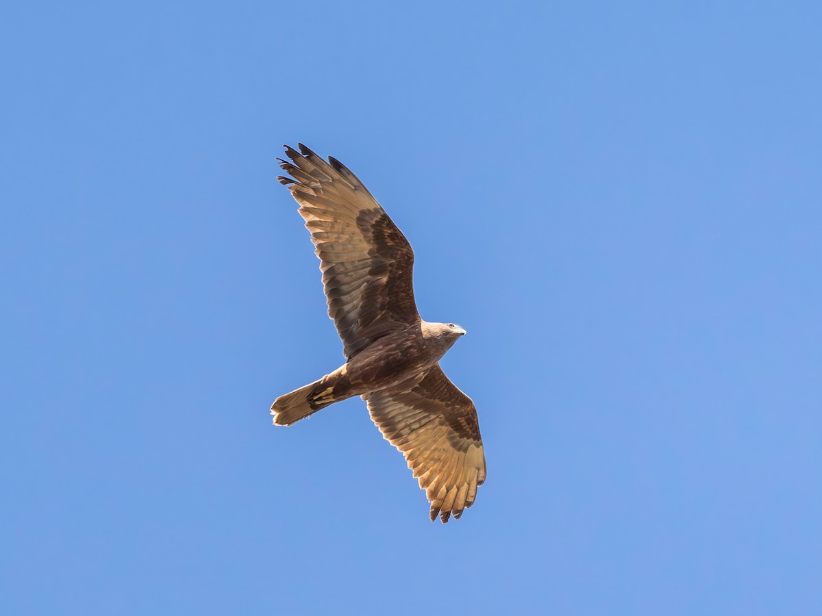 Swamp Harrier - ML641741686