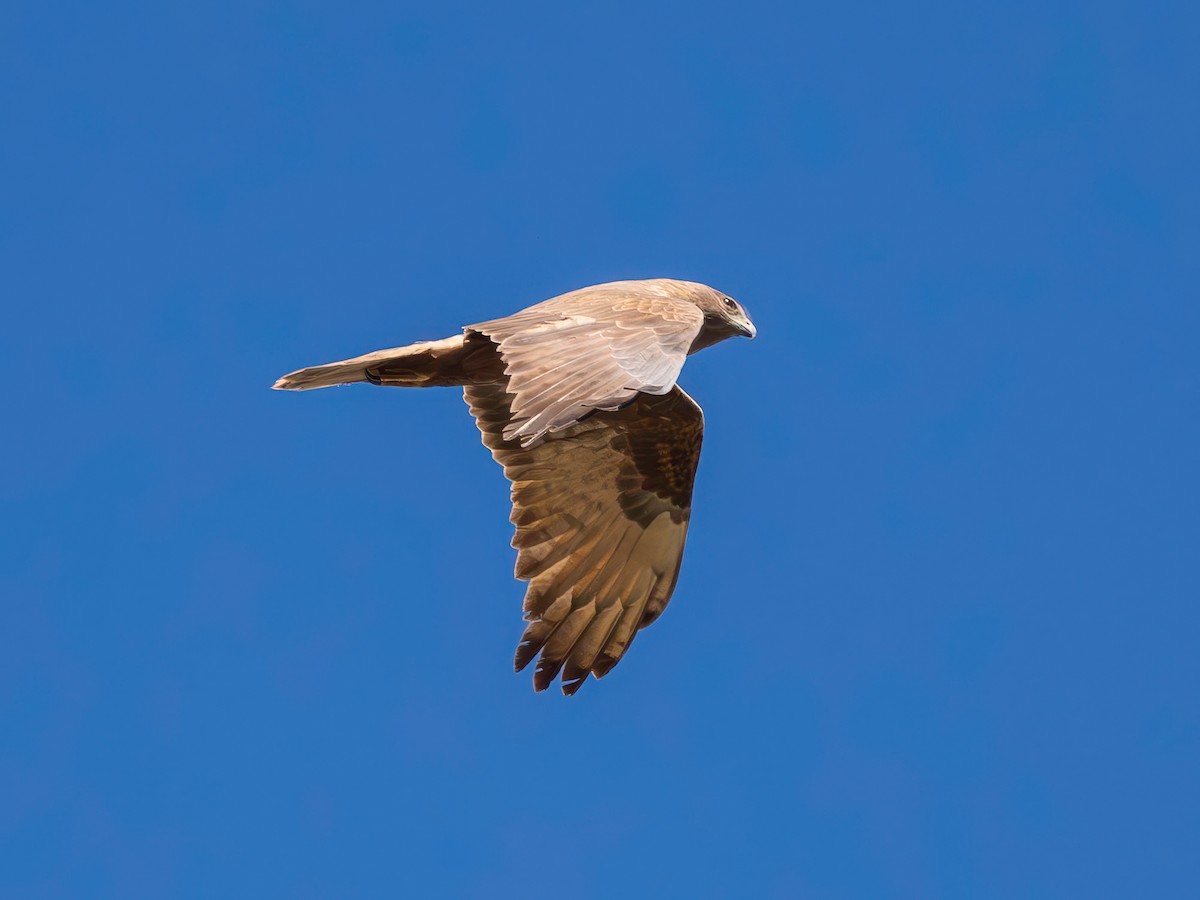 Swamp Harrier - ML641741687