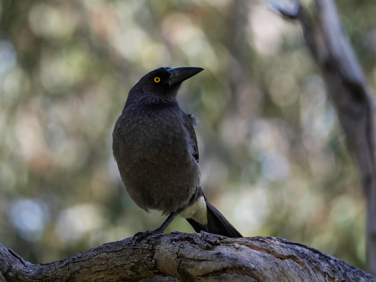 Gray Currawong (Gray) - ML641741692