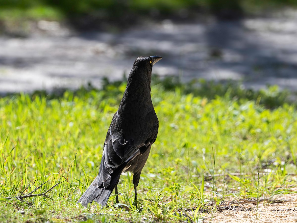 Gray Currawong (Gray) - ML641741694