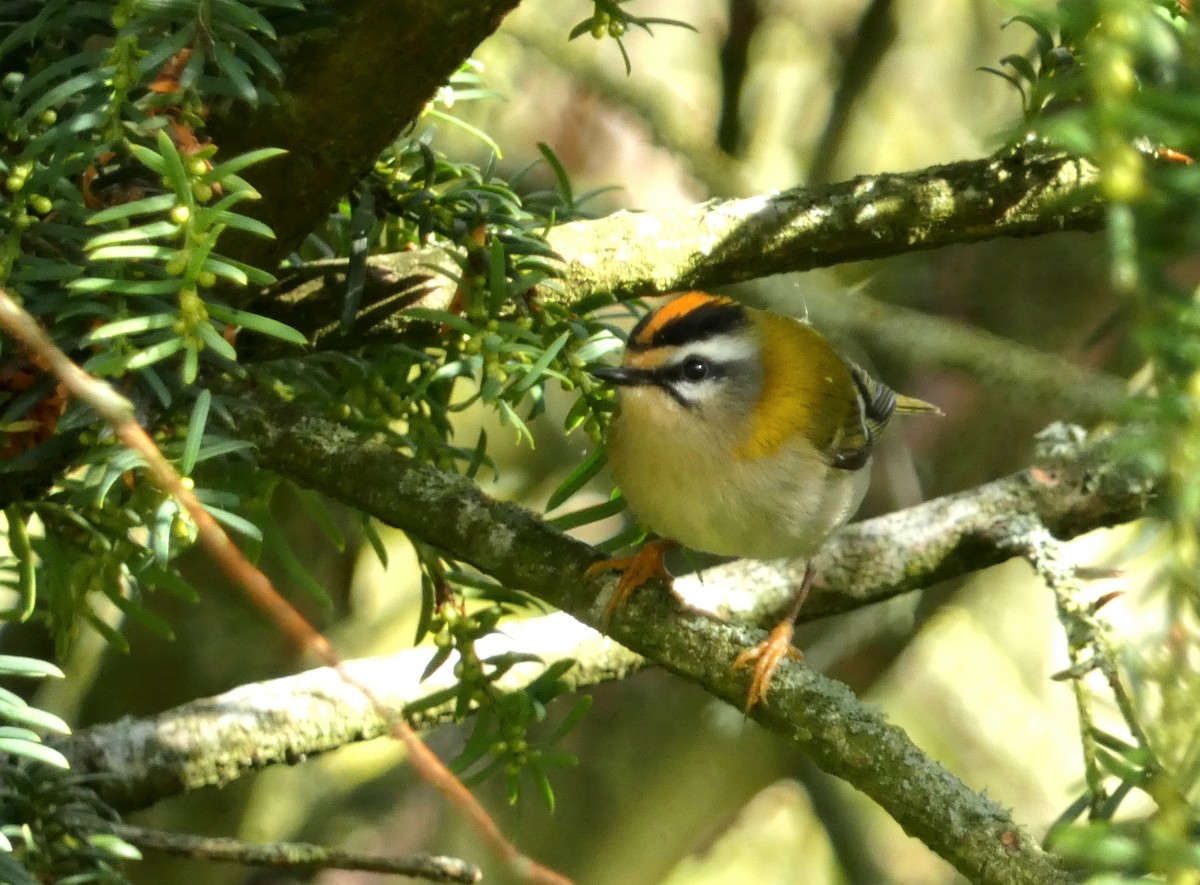 Common Firecrest - ML641741703
