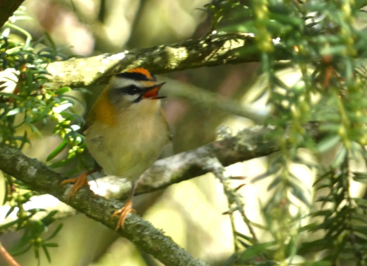 Common Firecrest - ML641741704