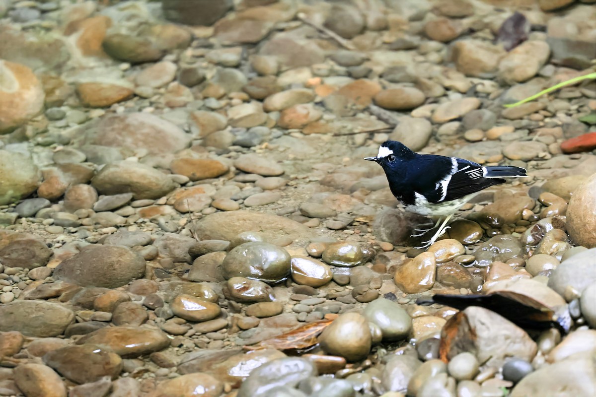 Little Forktail - ML641741714
