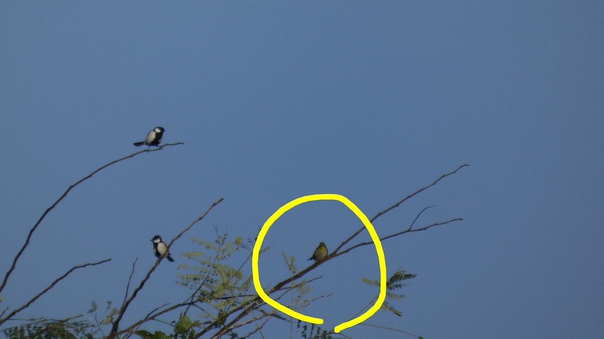 Warbling White-eye - ML641741744
