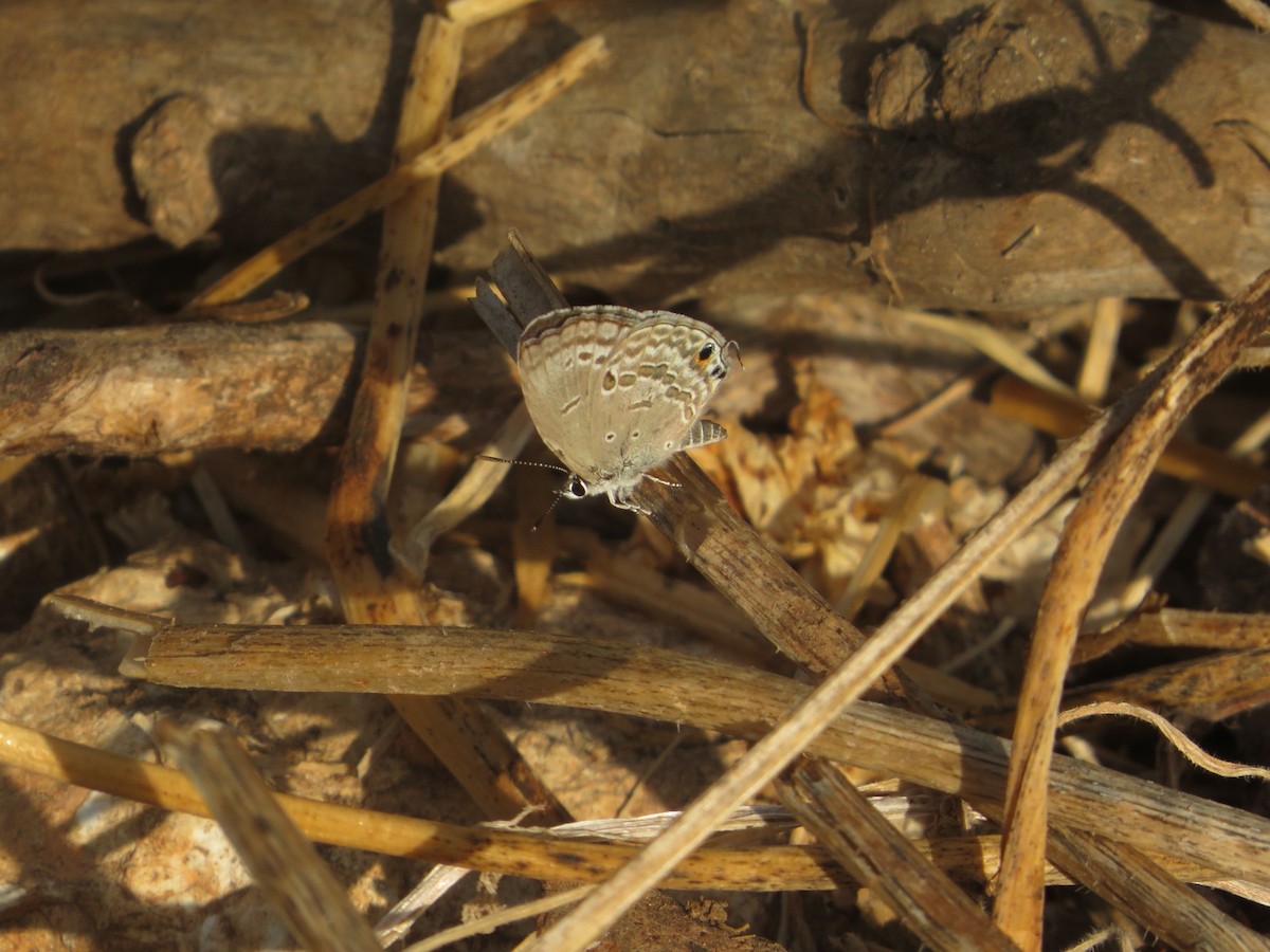 Plains Cupid - ML641741750