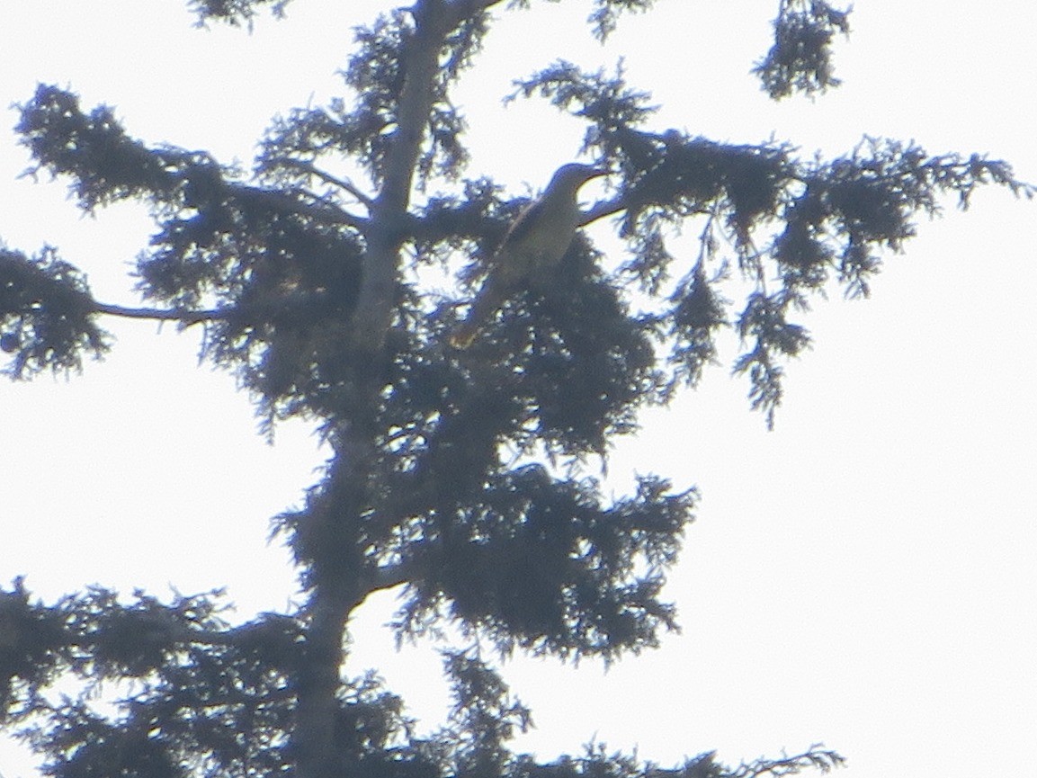 Eurasian Golden Oriole - ML641741760