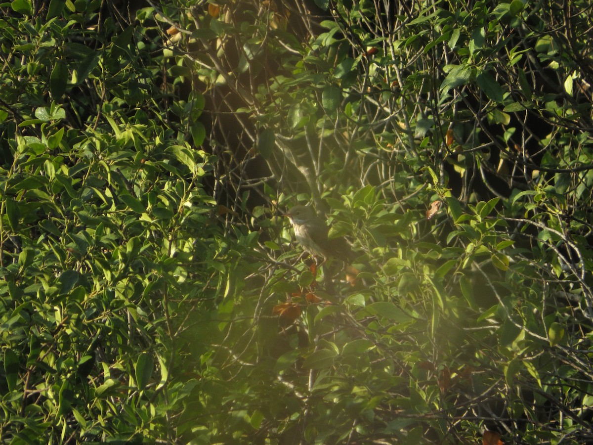 Greater Whitethroat - ML641741764