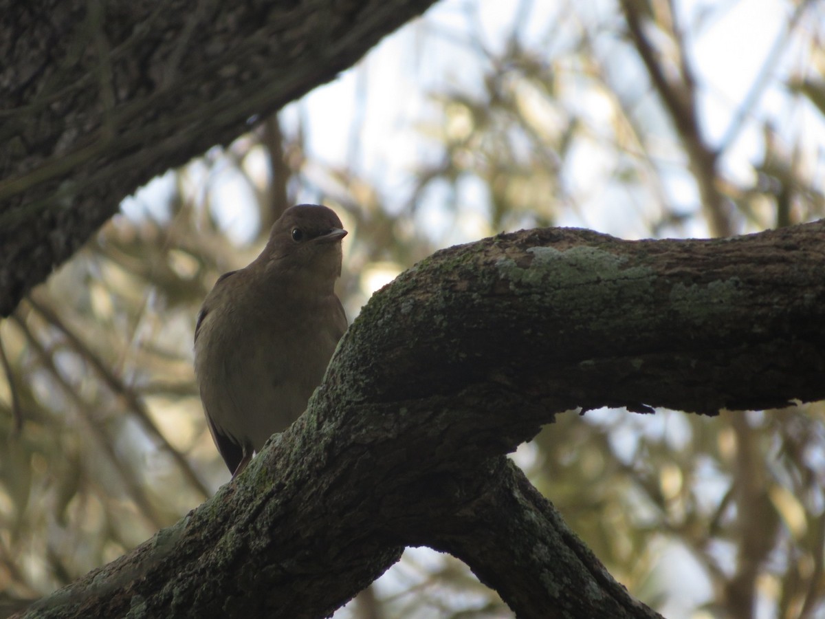 Common Nightingale - ML641741766