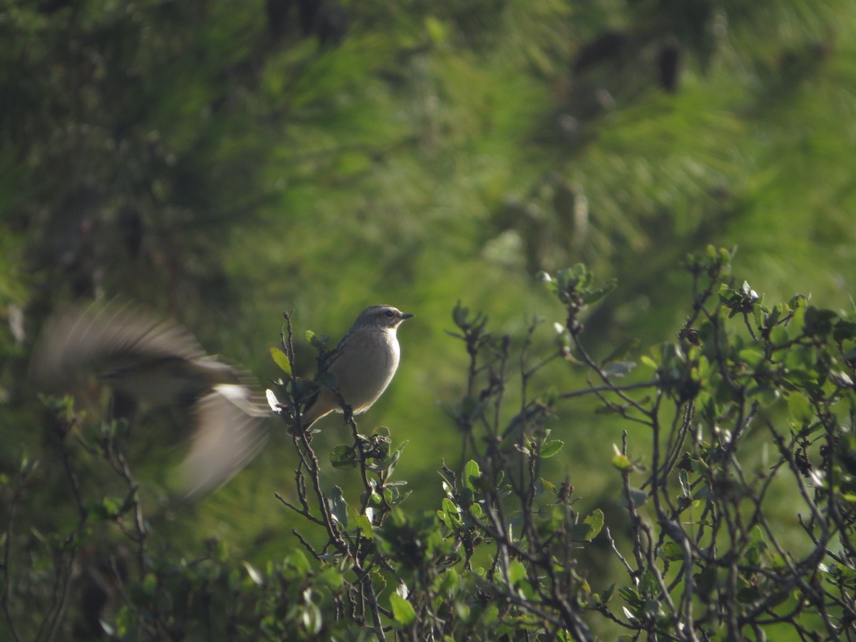 Whinchat - ML641741769