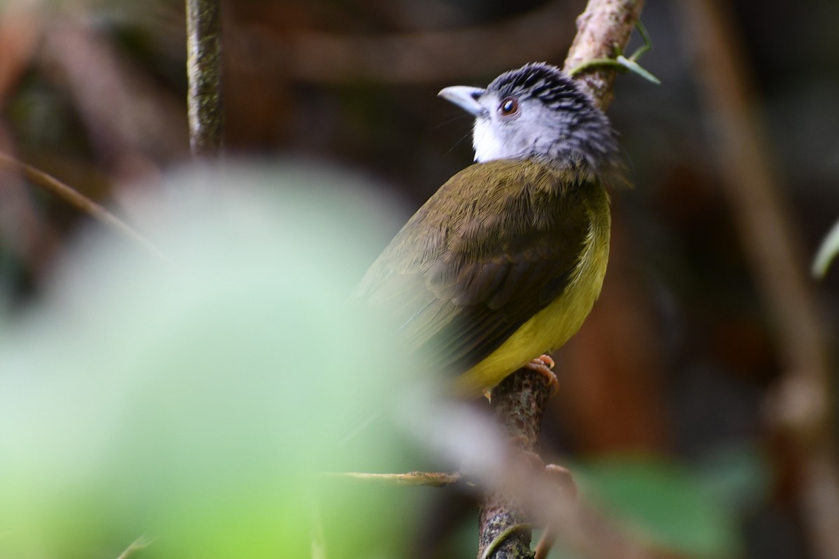Yellow-bellied Bulbul - ML641741782
