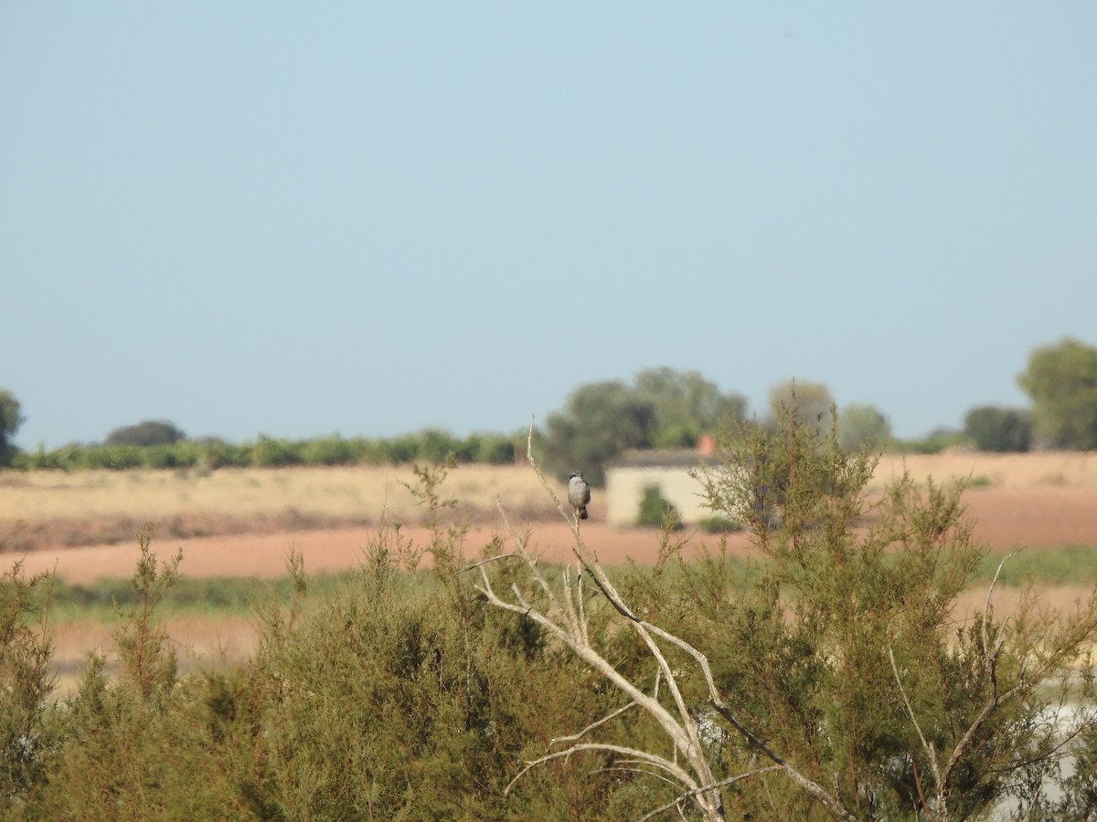 Iberian Gray Shrike - ML641741814