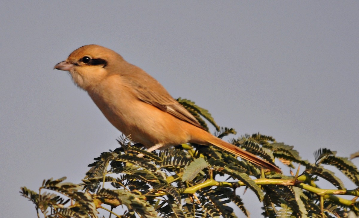 Isabelline Shrike - ML641741841