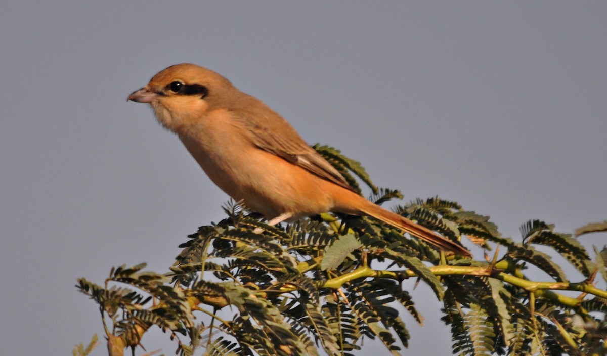 Isabelline Shrike - ML641741842