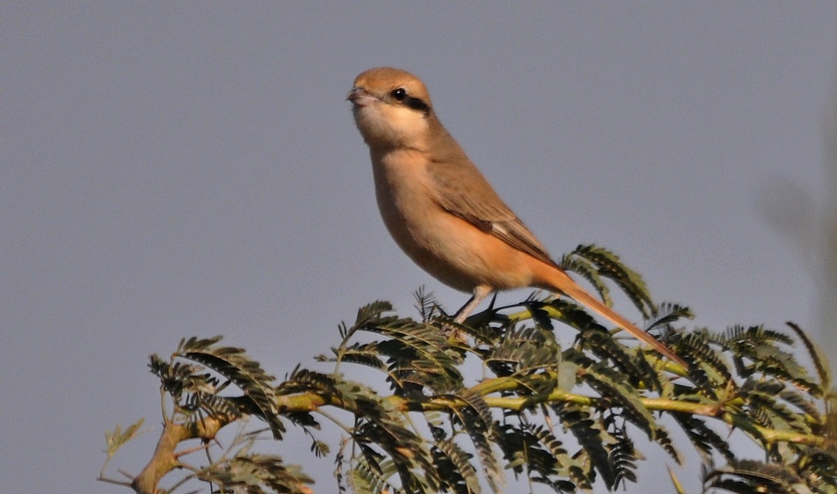 Isabelline Shrike - ML641741843