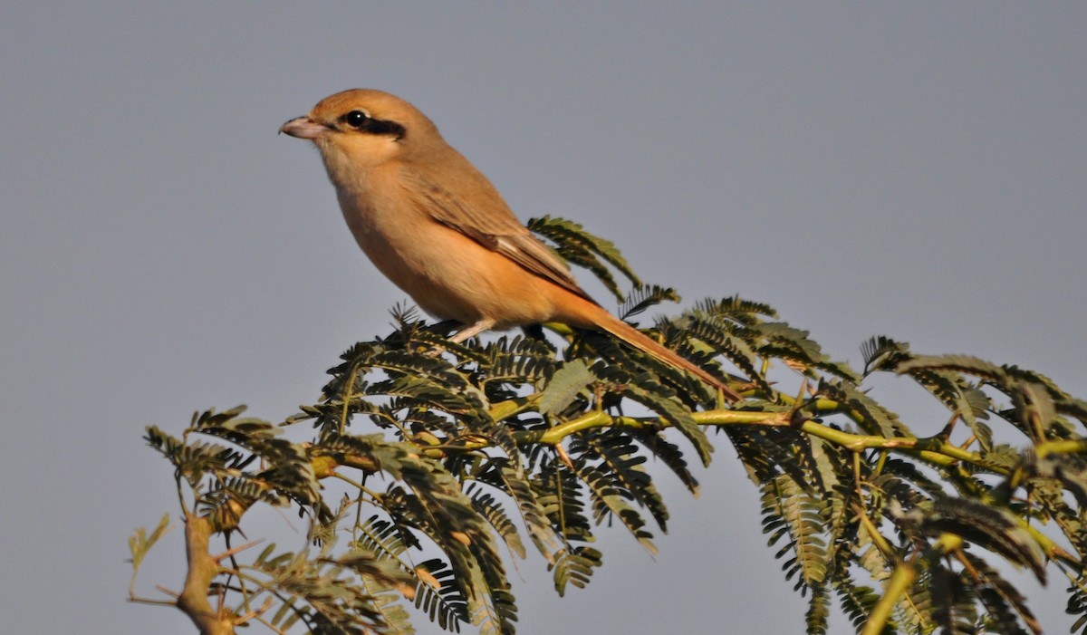 Isabelline Shrike - ML641741845