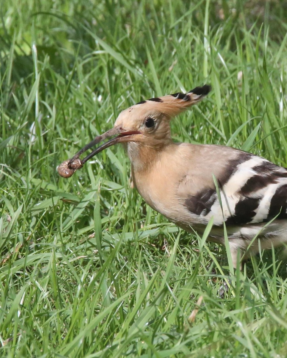 Eurasian Hoopoe - ML641741867