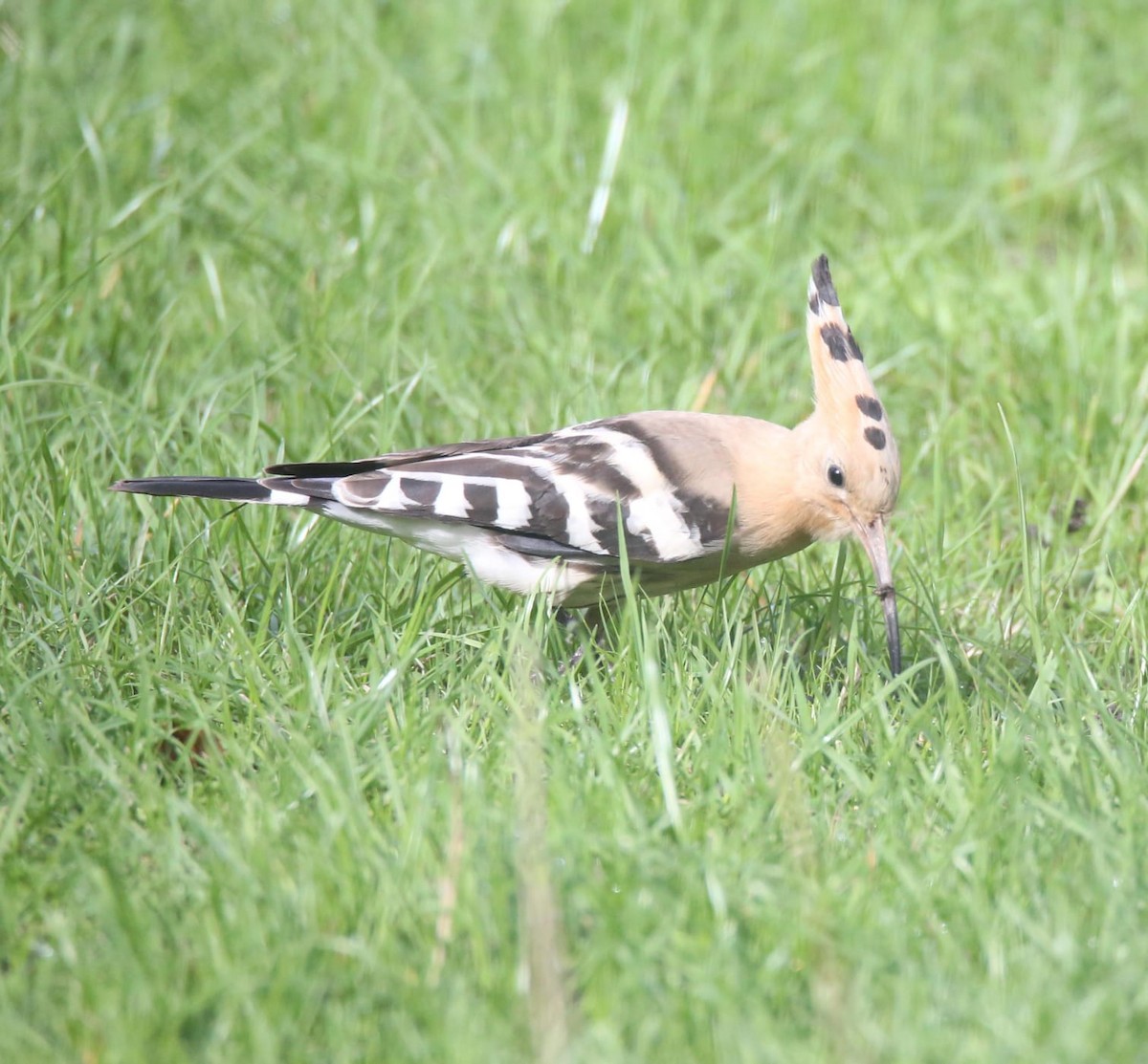 Eurasian Hoopoe - ML641741868